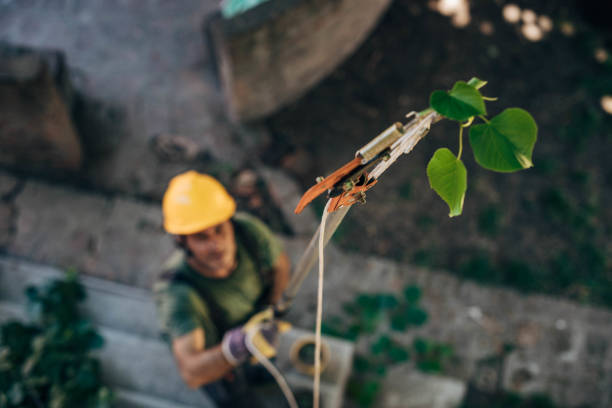 How Our Tree Care Process Works  in Mount Prospect, IL